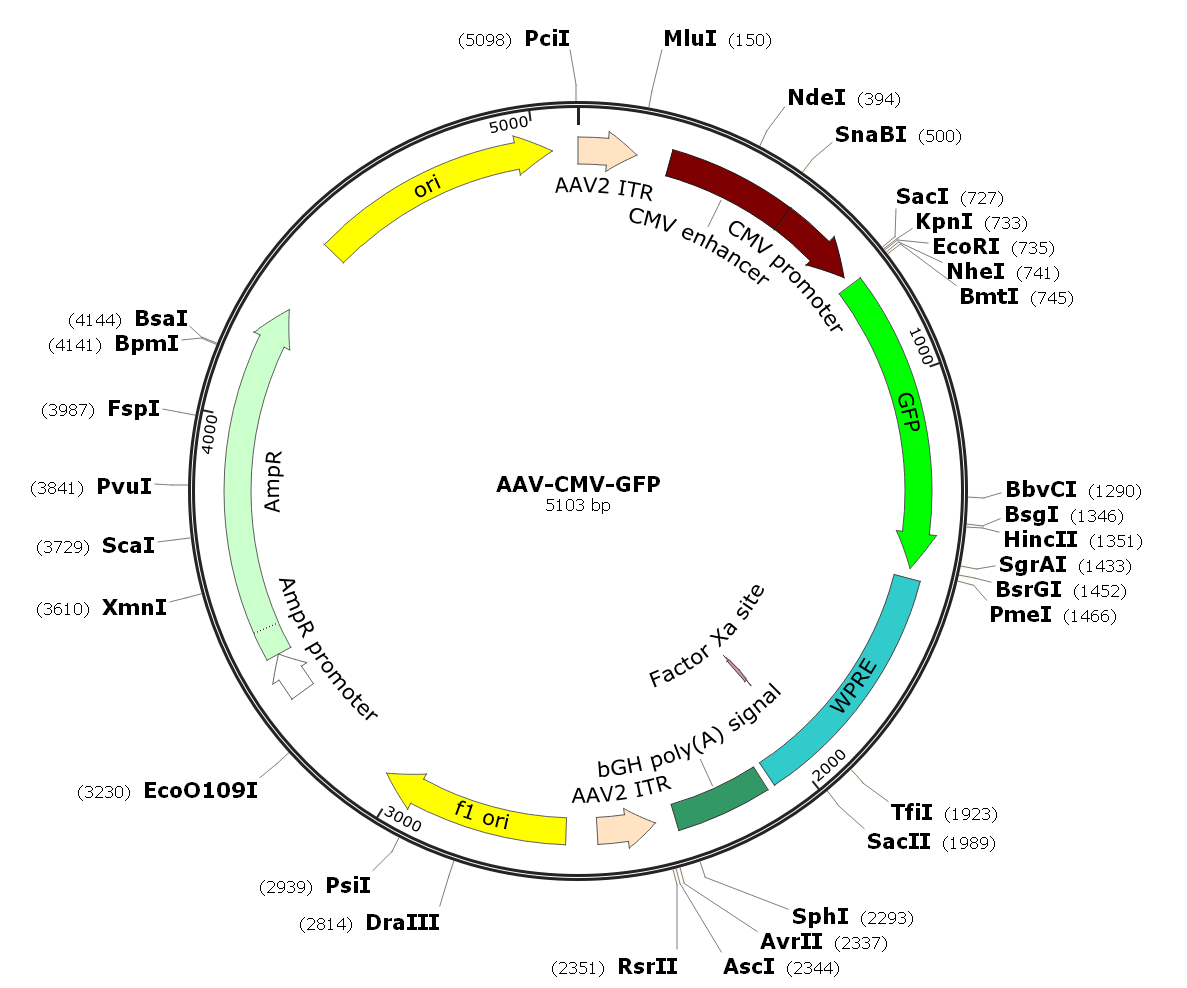 AAV CMV-GFP-Anc80L65