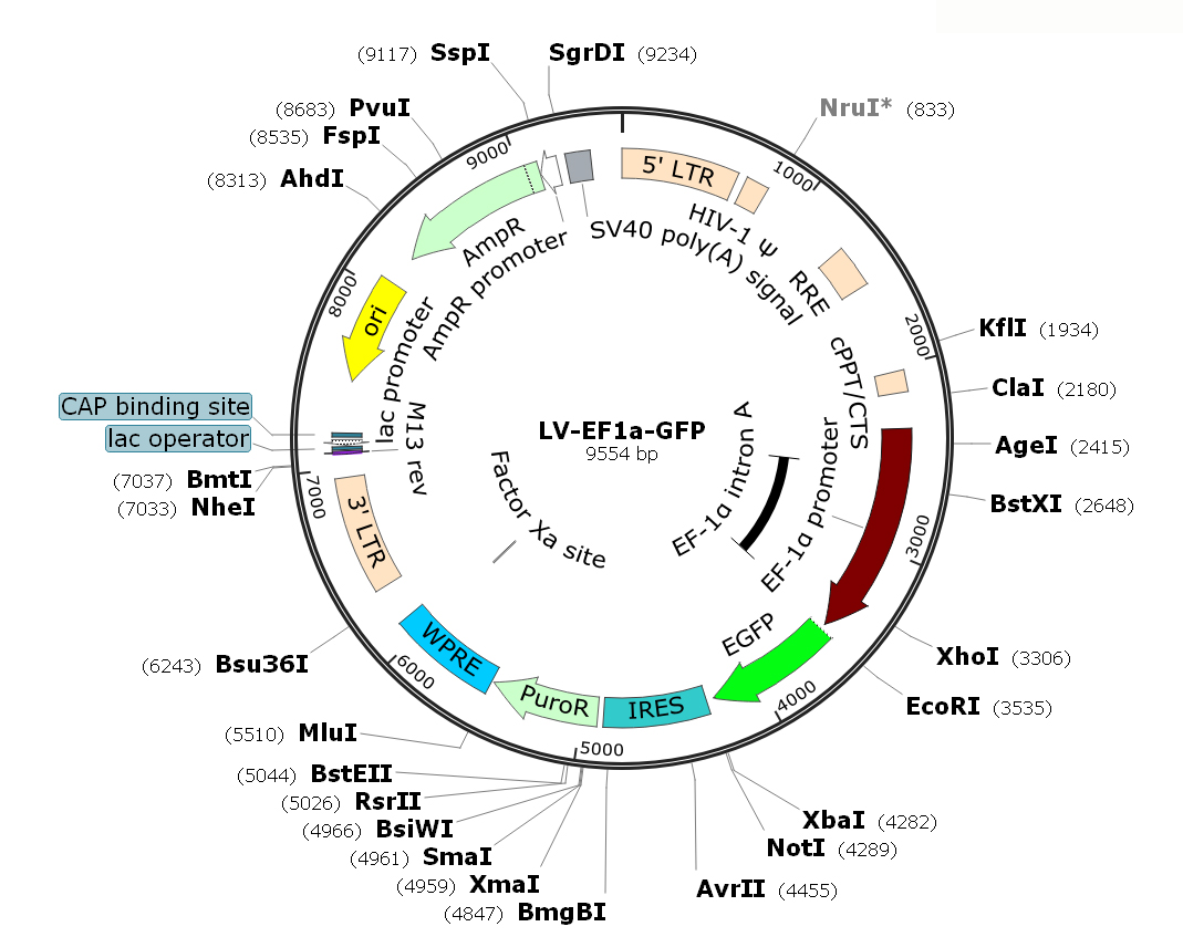 Lentivirus EF1α-GFP-Puro