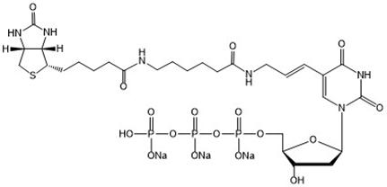 Biotin-11-dUTP