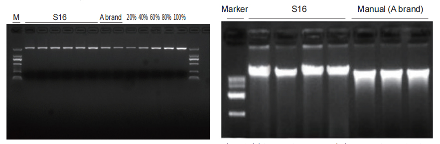 automated nucleic acid extraction