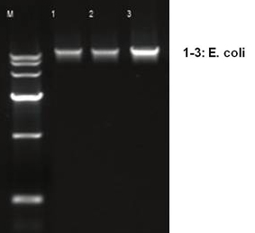 bacteria dna extraction kit