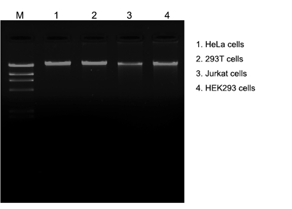 cell dna extraction kit