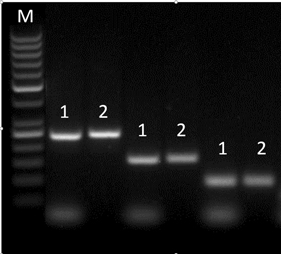 DNA Clean-up Kit