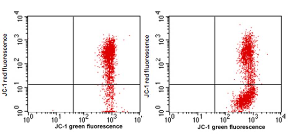 Mitochondrial Membrane Potential Assay
