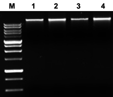 magbead food dna extraction kit