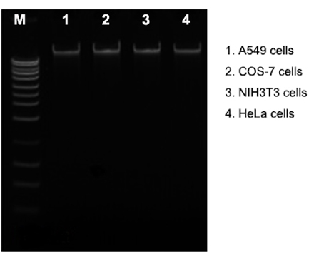 magbead cell dna extraction kit