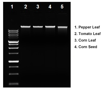 magbead plant dna extraction kit