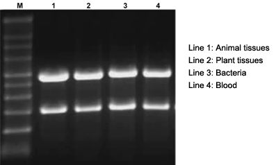 rna extraction kit