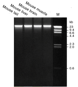 Tissue DNA Extraction Kit