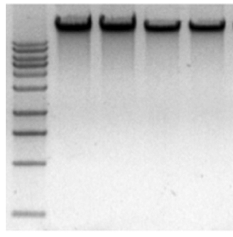 blood dna extraction kit