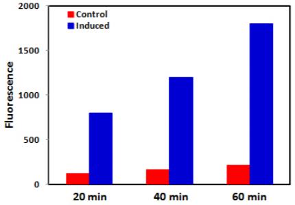 Caspase Activity Assay