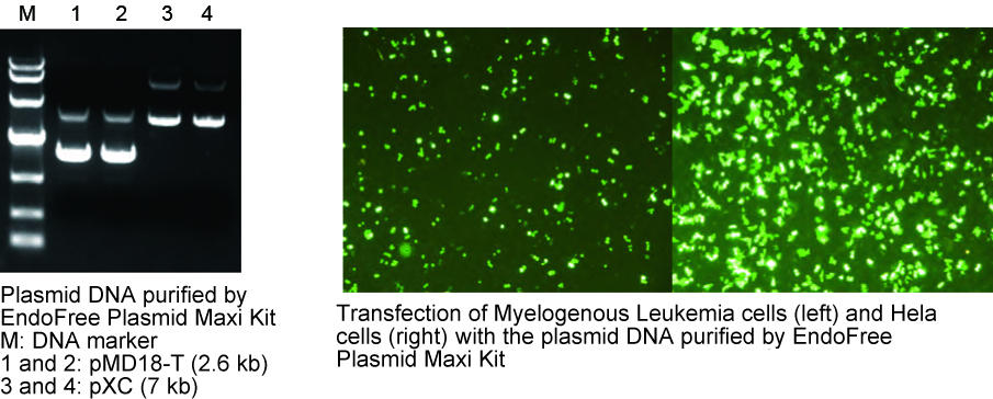 endofree plasmid maxi kit