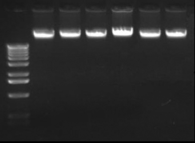 magbead blood dna extraction kit