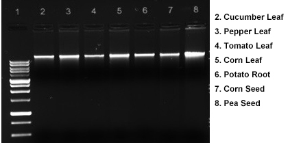 plant dna extraction kit