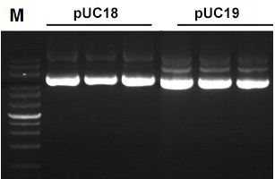 plasmid mini kit