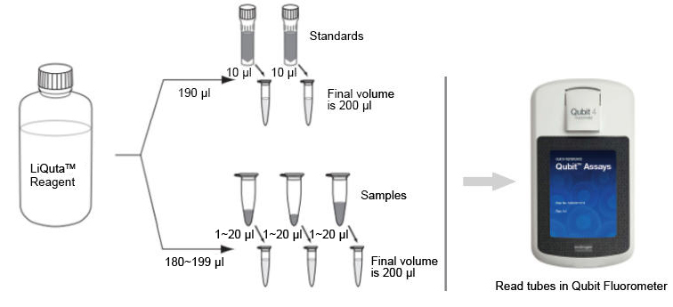 qubit 1x dsdna hs assay kit