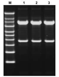 magbead universal rna extraction kit