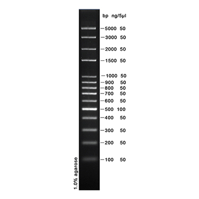 100bp DNA Ladder