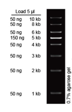1 kb dna ladder