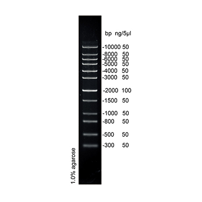 1 kb dna ladder