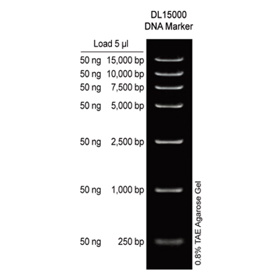 DL15000 DNA Marker
