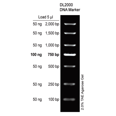 DL2000 DNA Marker
