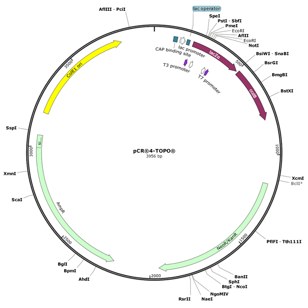 Human TMEM75 cDNA Clone