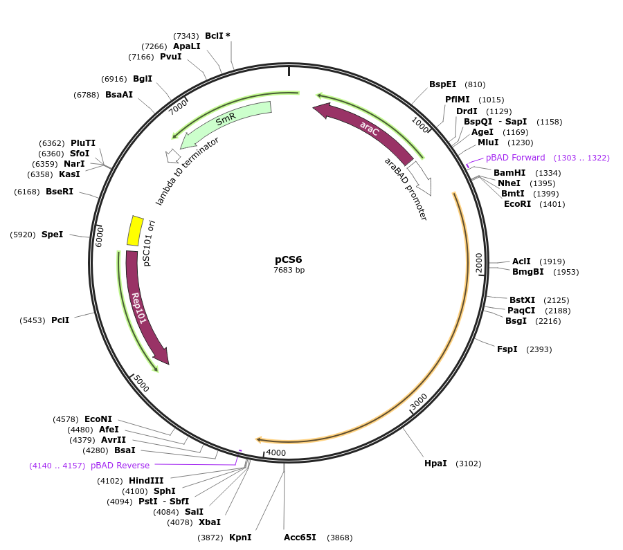 Human C4A cDNA Clone