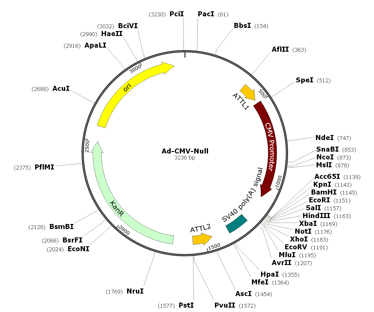 Adenovirus CMV Null