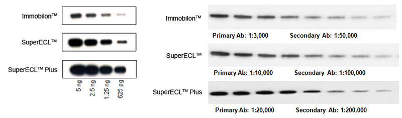 ecl detection kit
