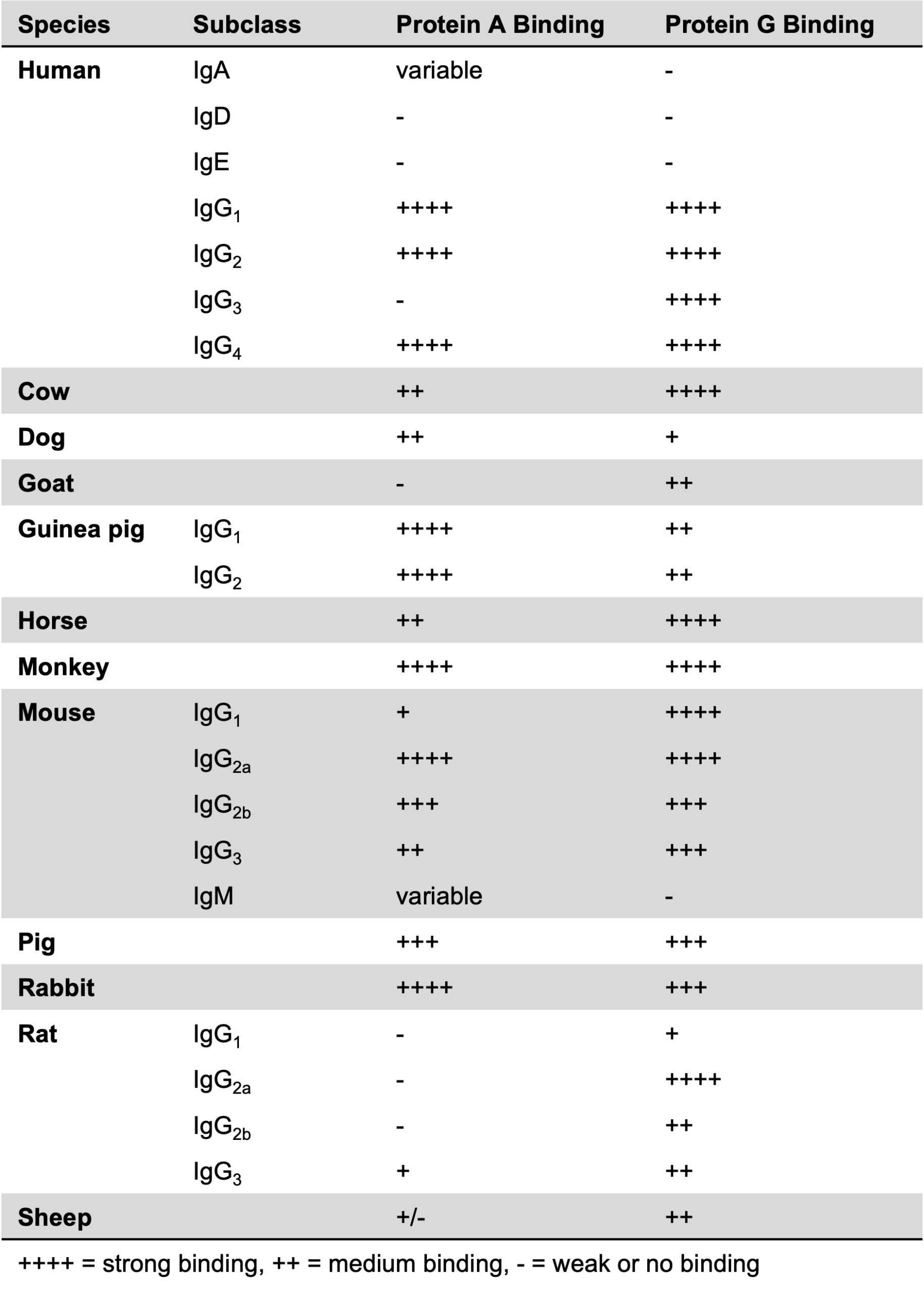 rProtein G FF Column