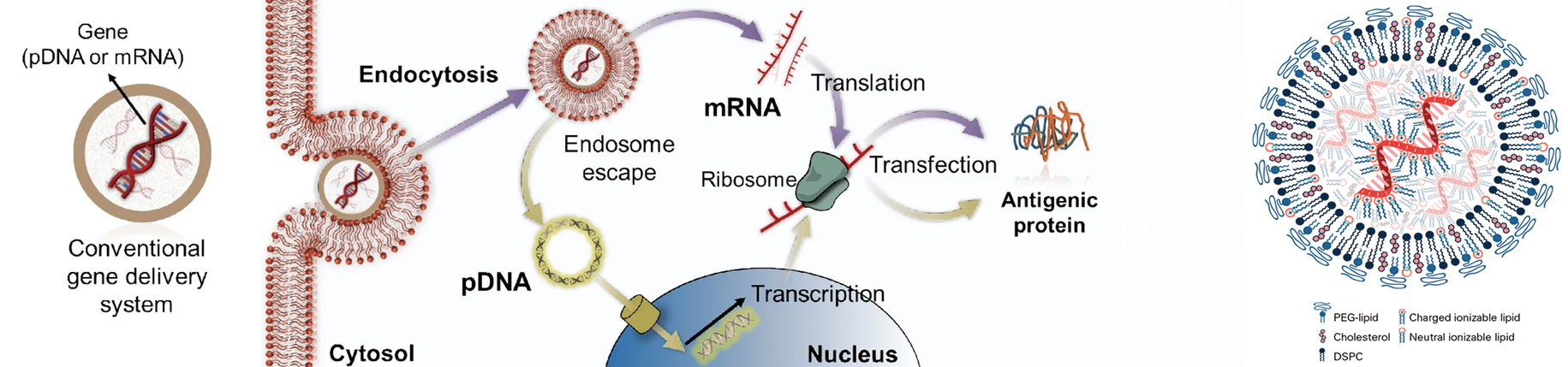 mRNA-LNP reagent